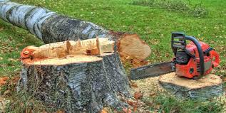 Best Tree Trimming and Pruning  in Carthage, TX