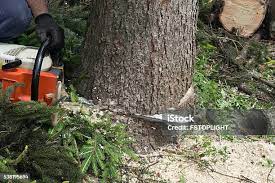 How Our Tree Care Process Works  in  Carthage, TX