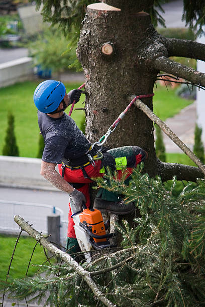  Carthage, TX Tree Services Pros
