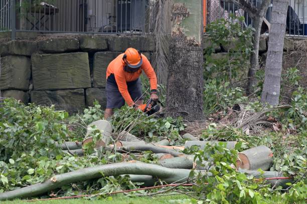 Best Hazardous Tree Removal  in Carthage, TX