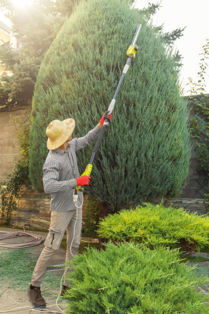 Best Arborist Consultation Services  in Carthage, TX
