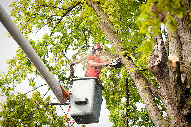 Best Stump Grinding and Removal  in Carthage, TX